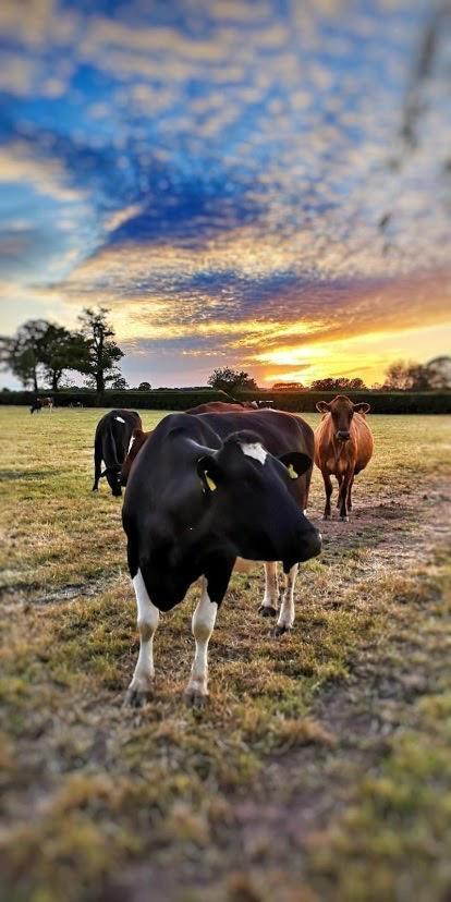 New Farm Cheshire Holidays Winsford  Bagian luar foto